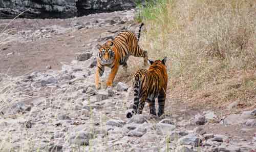 ranthambore